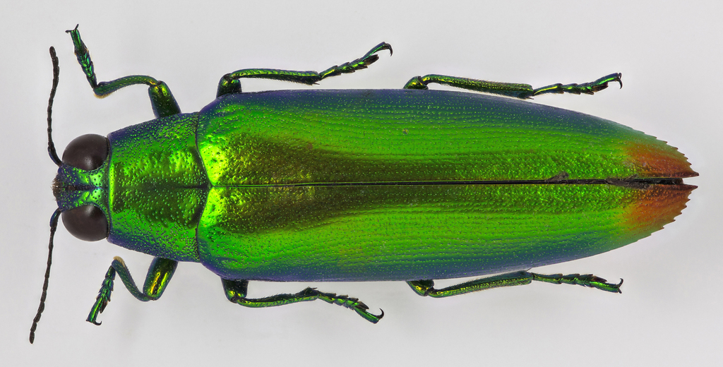 Chrysochroa fulminans