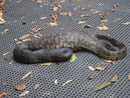 Australian Scrub Python sighting