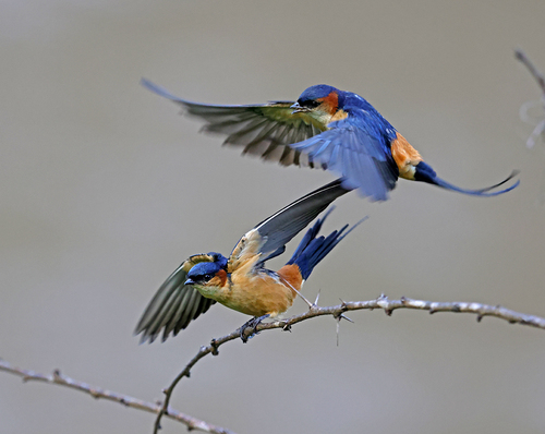 African red-rumped swallow
