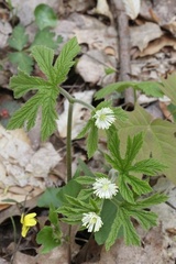 Hydrastis canadensis
