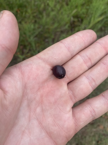 black hawthorn (Crataegus douglasii)