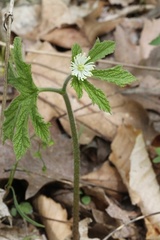 Hydrastis canadensis