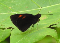 Koruthaialos rubecula