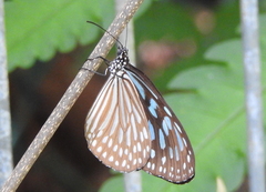 Ideopsis similis persimilis