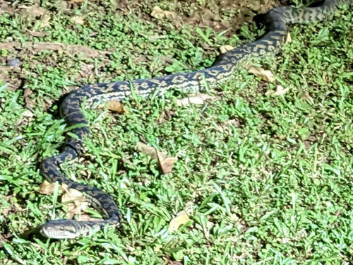 Australian Scrub Python sighting
