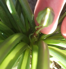 Curio acaulis, photograph (c) Nicola van Berkel, some rights reserved (CC BY-SA)