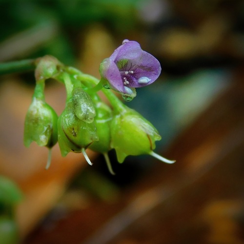 Murdannia nudiflora