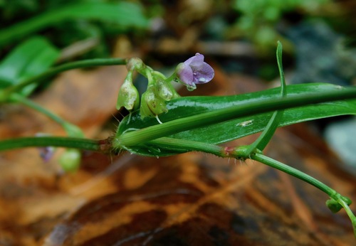 Murdannia nudiflora
