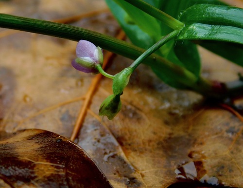 Murdannia nudiflora