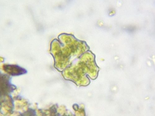 Euastrum elegans