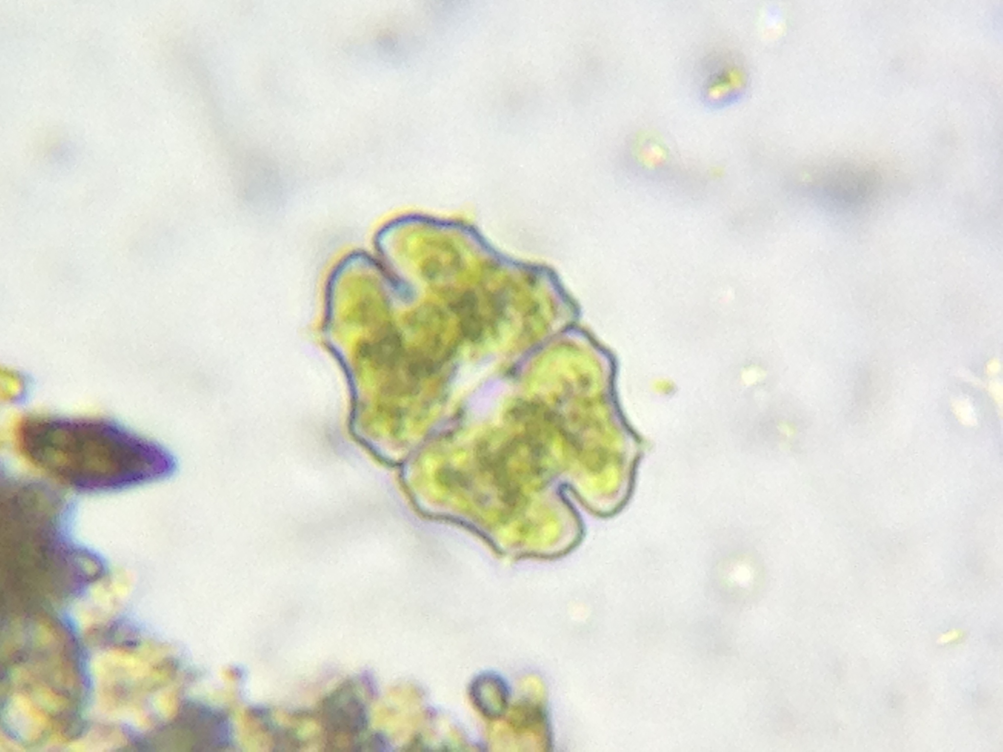 Euastrum elegans