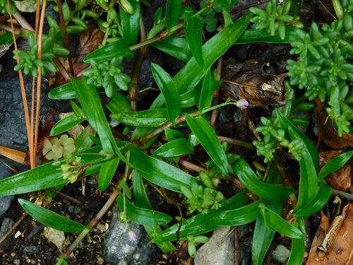 Murdannia nudiflora