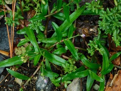 Nakedstem Dewflower