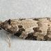 Gray Tortrix - Photo (c) Biopix, some rights reserved (CC BY-NC)