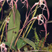 Maxillaria longissima - Photo (c) Luis Pérez, some rights reserved (CC BY)
