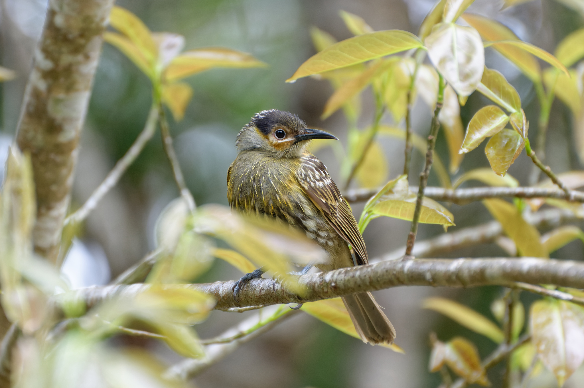 Macleay's Honeyeater illustration