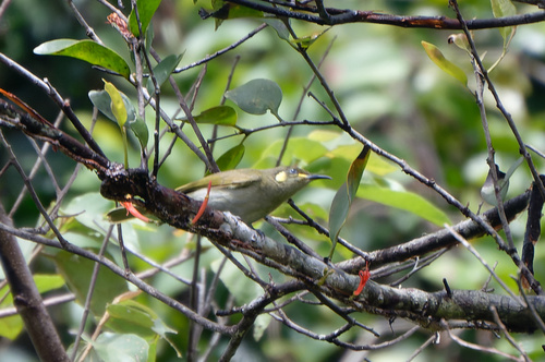 Cryptic Honeyeater (Meliphaga imitatrix), photo 4