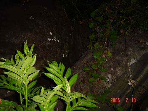 Coleura seychellensis