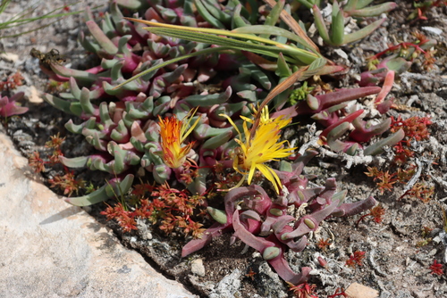 Cheiridopsis rostrata