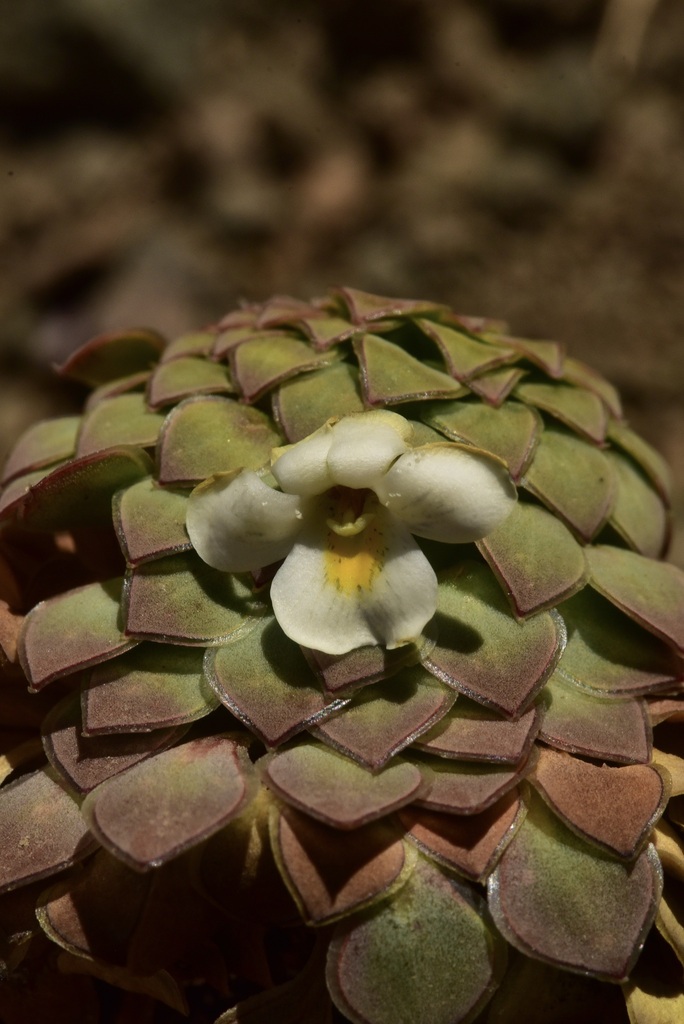 Viola skottsbergiana