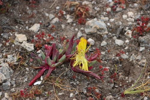 Image of Cheiridopsis rostrata by (c) Tony Rebelo, some rights reserved (CC BY-SA)