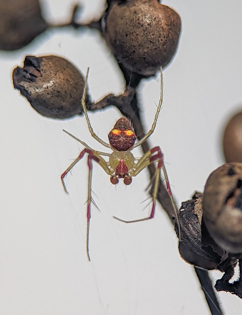 Spintharidius rhomboidalis