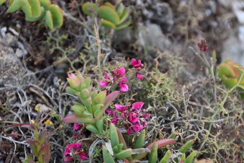 Image of Indigofera platypoda by (c) Tony Rebelo, some rights reserved (CC BY-SA)