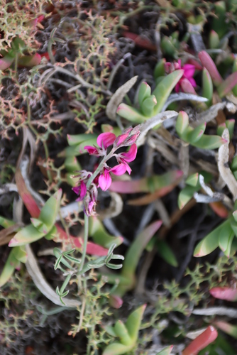 Image of Indigofera platypoda by (c) Tony Rebelo, some rights reserved (CC BY-SA)