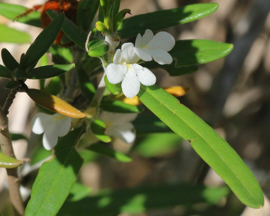 Lasiocladus anthospermifolius