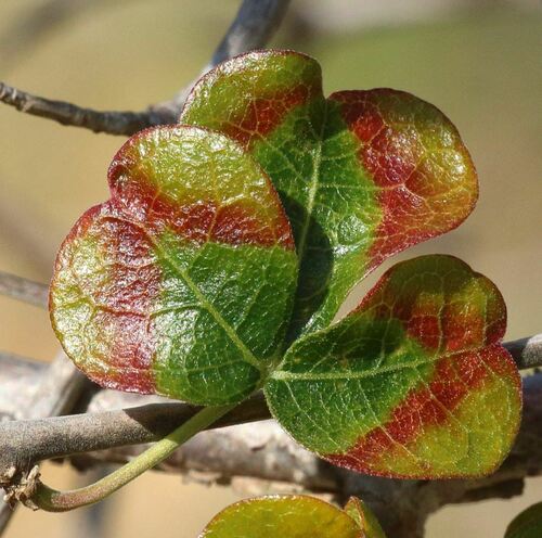 Commiphora orbicularis Engl.