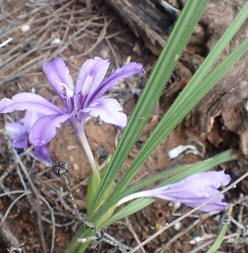 Image of Babiana sambucina by (c) Nicola van Berkel, some rights reserved (CC BY-SA)