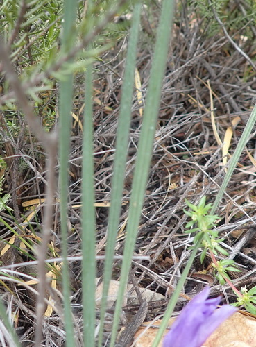 Image of Babiana sambucina by (c) Nicola van Berkel, some rights reserved (CC BY-SA)