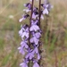 Lobelia irasuensis 2