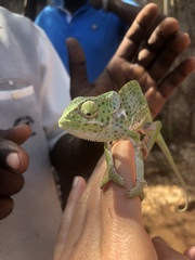 Chamaeleonidae