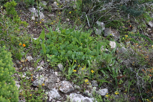 Image of Roepera cordifolia by (c) Tony Rebelo, some rights reserved (CC BY-SA)