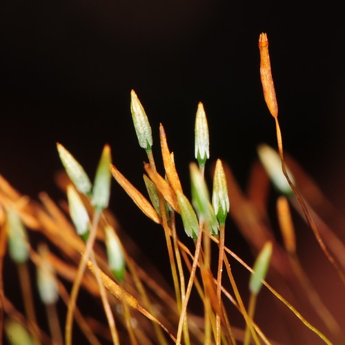 Tetraphidales