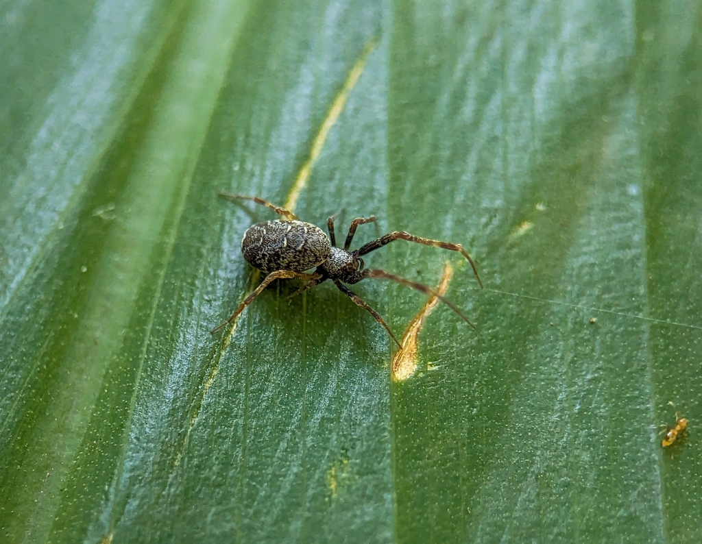 hackled orb weavers