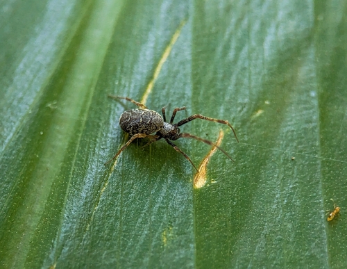 hackled orb weavers
