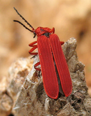 Dictyoptera simplicipes