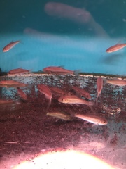 Tor tambroides