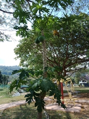 Carica papaya