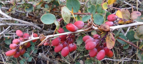 Berberis aetnensis (Berberis aetnensis)