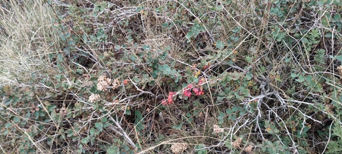Image of Berberis aetnensis by (c) Santiago Martín-Bravo, some rights reserved (CC BY)