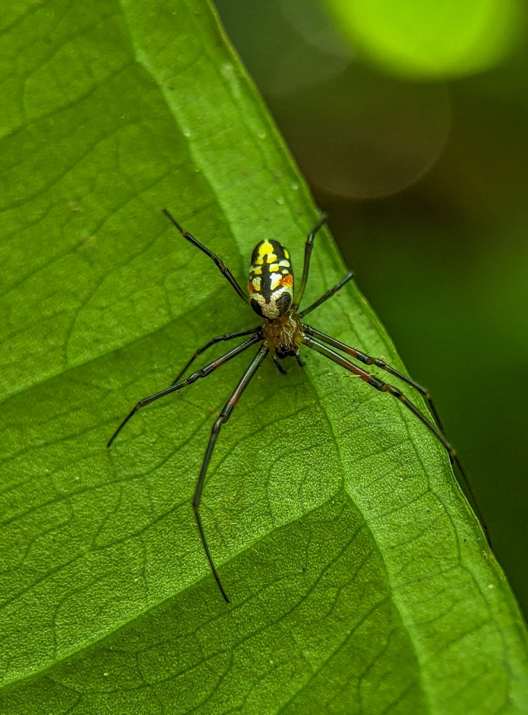 Leucauge rubripleura