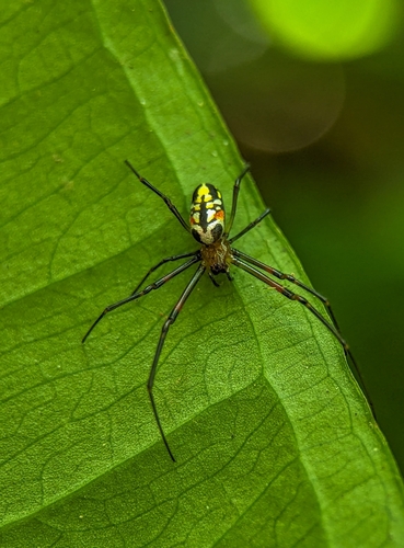 Leucauge rubripleura