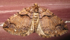 Anticlea vasiliata