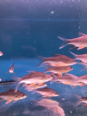 Hypsibarbus wetmorei