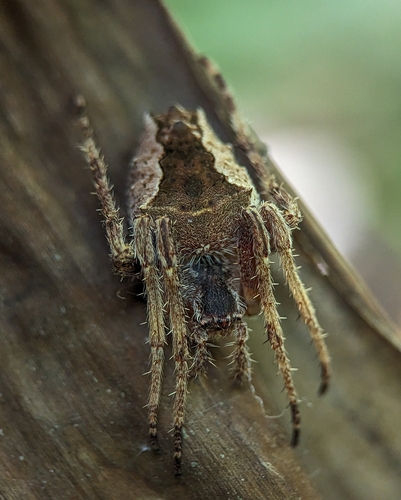orb weavers