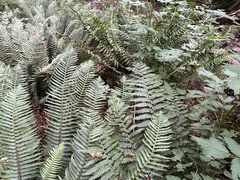 Polystichum braunii image