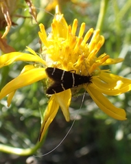 Adela trigrapha